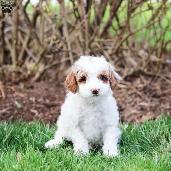 Carter, Miniature Poodle Puppy